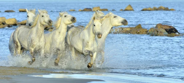 Beyaz Camargue günbatımı ışık mavi su üzerinde çalışan at.