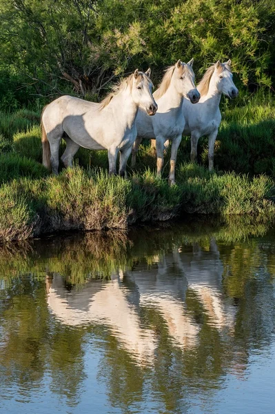 Portret van de witte camargue paarden — Stockfoto