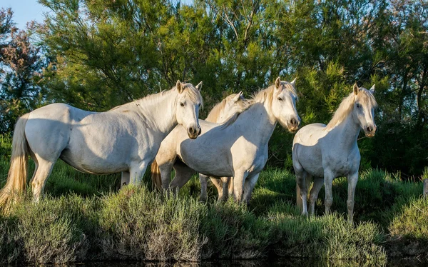 Portret van de witte camargue paarden — Stockfoto
