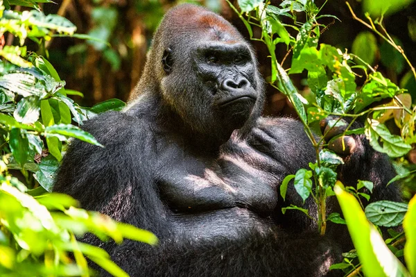 Porträt eines westlichen Flachlandgorillas — Stockfoto