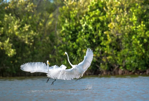 Борьба великих эгретов (Ardea alba)  ). — стоковое фото