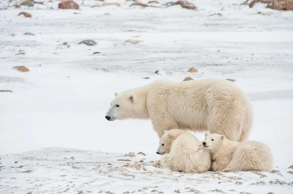 Polar she-bear with cubs Stock Picture