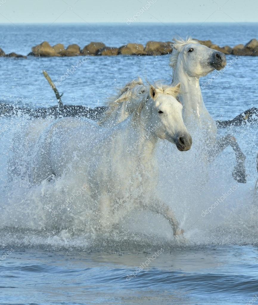 Hvite Camargue Hester som løper på det blå vannet i solnedgang . –  stockfoto © SURZet #93716536, image size:866x1024