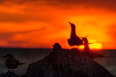 Ortak kırlangıçlar (sterna hirundo) silueti kırmızı günbatımı zemin üzerine 