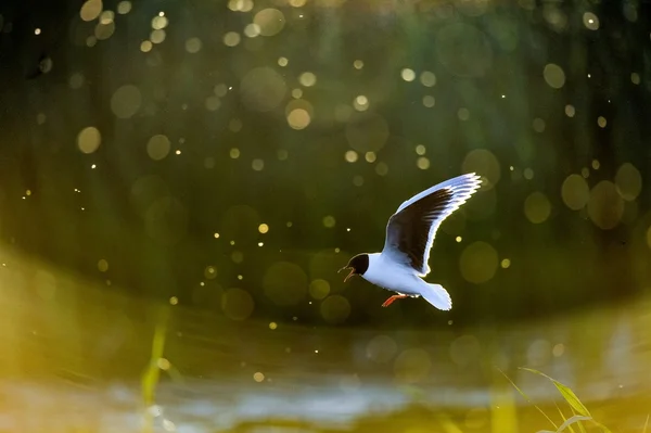 Il piccolo gabbiano (Larus minutus) in volo sullo sfondo verde del tramonto dell'erba — Foto Stock