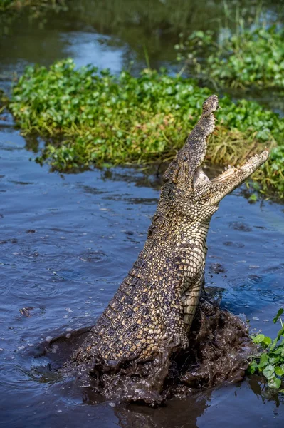 The Cuban crocodile (crocodylus rhombifer) jumps out of the water. — Stock Photo, Image
