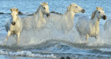 Beyaz Camargue at sürüsü