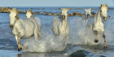 Beyaz Camargue at sürüsü
