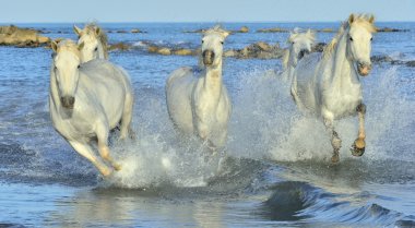 Beyaz Camargue at sürüsü