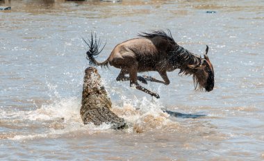 The antelope Blue wildebeest clipart