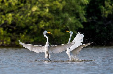 Mücadele büyük egrets ( Ardea alba ). 