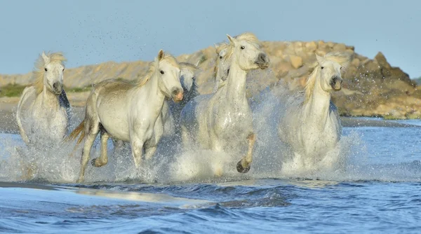 Αγέλη των αλόγων λευκό Camargue — Φωτογραφία Αρχείου