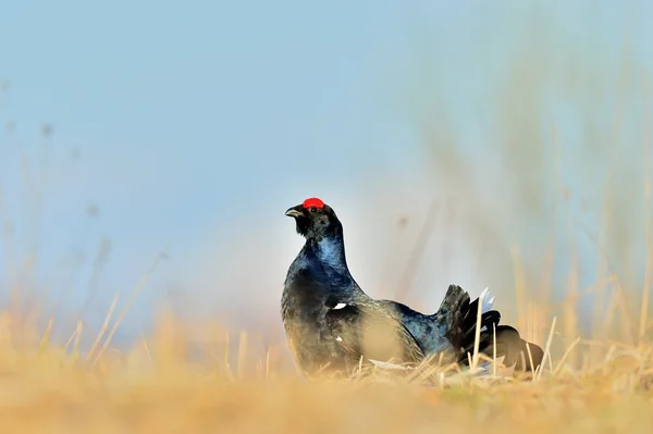 Lekking Kara Orman Tavuğu — Stok fotoğraf