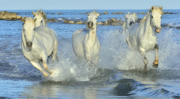 Troupeau de chevaux de Camargue blanche — Photo