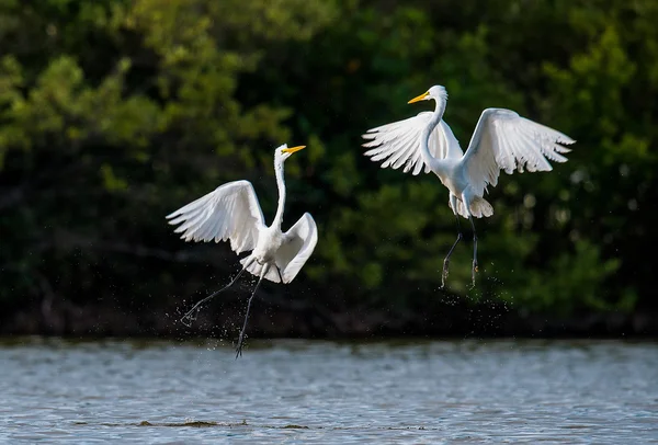 Οι μεγάλοι μαχωτές (Ardea Alba ). — Φωτογραφία Αρχείου