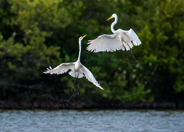 The fighting great egrets ( Ardea alba ). — Stock Photo, Image