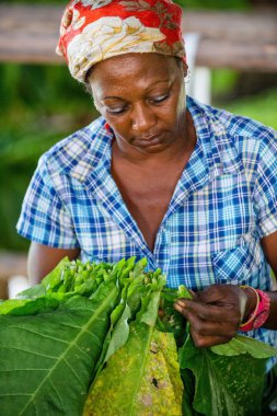 The woman touching tobacco leaves