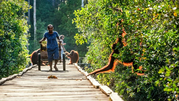 国立公園のインドネシアのアテンダント — ストック写真