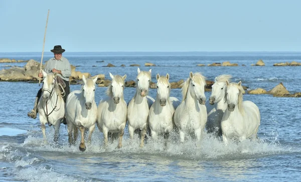 Stádo bílých Camodů koně běžící na vodě . — Stock fotografie