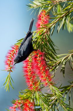 Cuban Blackbird (Ptiloxena atroviolacea) clipart