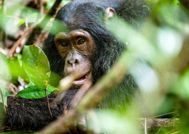 Close up portrait of old chimpanzee
