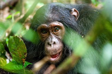 Close up portrait of old chimpanzee