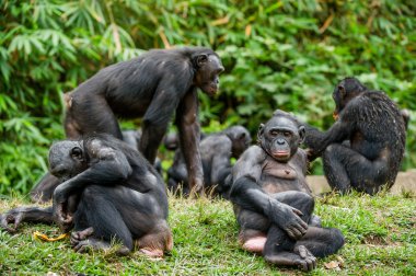The Bonobo ( Pan paniscus) family clipart