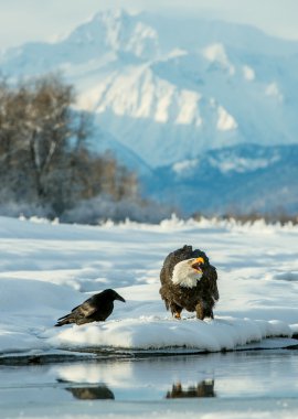 Kel kartal (haliaeetus leucocephalus )