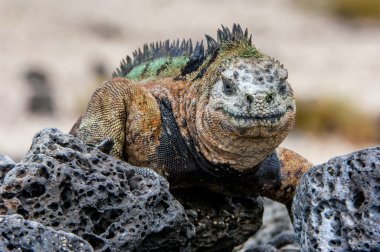 The marine iguana on stiffened lava.