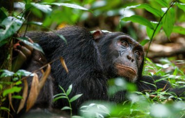 old chimpanzee Pan troglodytes