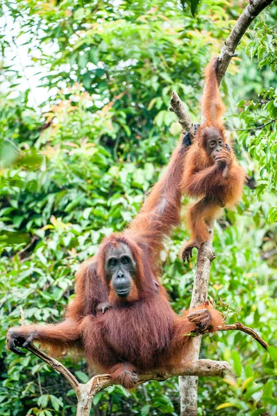 A female of the orangutan with a cub — Stock Photo, Image