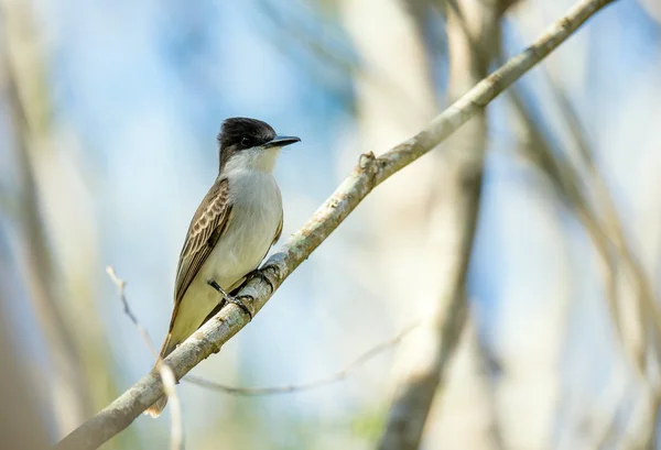 Unechte Königsvogelart (tyrannus caudifasciatus)) — Stockfoto