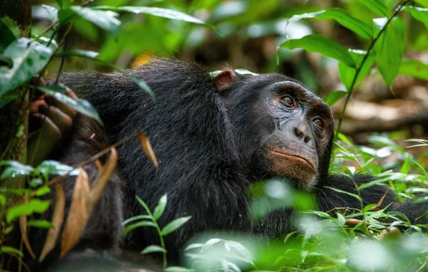 Close up portrait of old chimpanzee