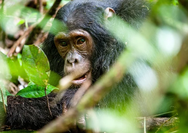 Close up portrait of old chimpanzee — Stock Photo, Image