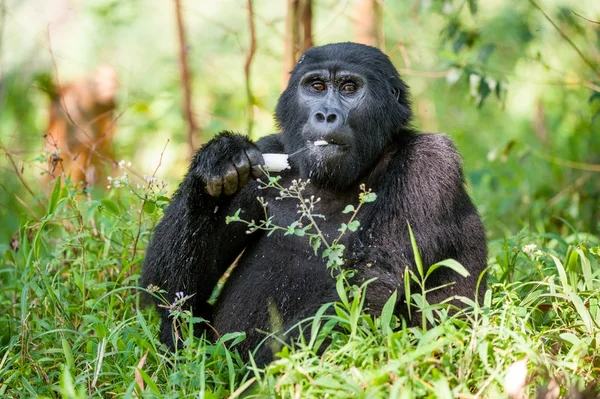 Porträt eines Berggorillas — Stockfoto