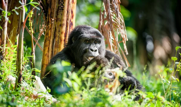 Portrait of a mountain gorilla — Stock Photo, Image