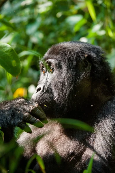 Portrét gorila horská — Stock fotografie