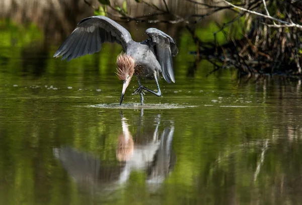 Kis kék heron (egretta caerulea)) — Stock Fotó