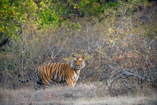 Mladý tygr bengálský — Stock fotografie