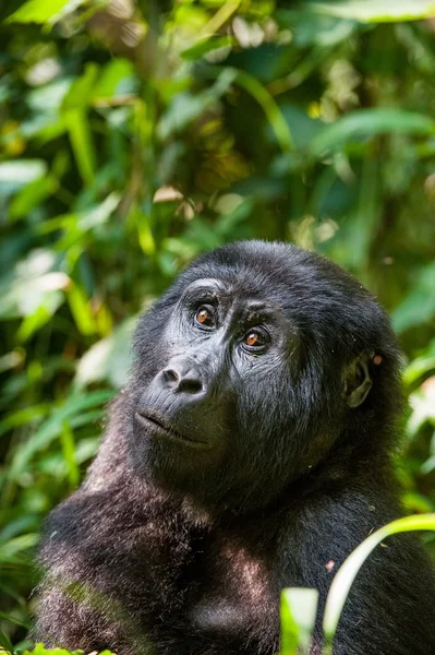 Portrait of a mountain gorilla — Stock Photo, Image