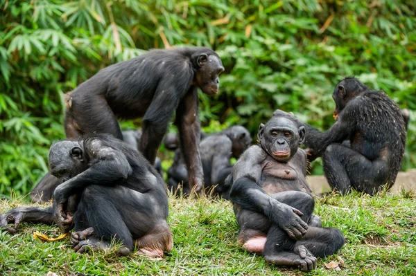 Η οικογένεια Bonobo (Pan paniscus) — Φωτογραφία Αρχείου