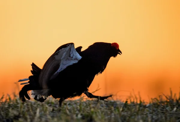 Silhouette of Lekking Black Grouse — Stock Photo, Image