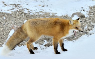 Red Fox portre portre