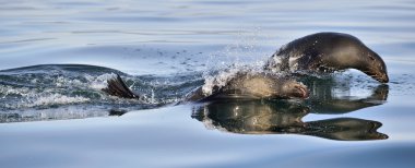 Jumping Cape fur seals
