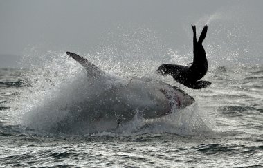 Büyük beyaz köpekbalığı (Carcharodon carcharias )