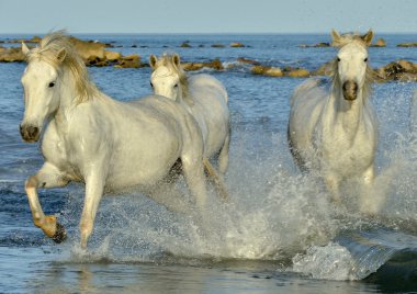 Beyaz Camargue at sürüsü