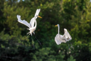The fighting great egrets clipart