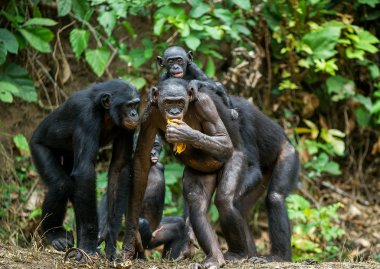 Portrait of family of a Chimpanzees bonobo clipart