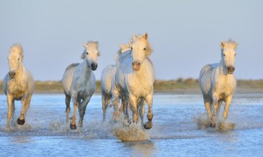 Beyaz Camargue at sürüsü