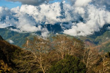 bulutlar ve sis dağlar ormanında